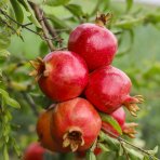 Granátové jablko (Punica granatum) ´SVERKRANNYI´ - výška 50-60 cm, kont. C3L (-16°C)